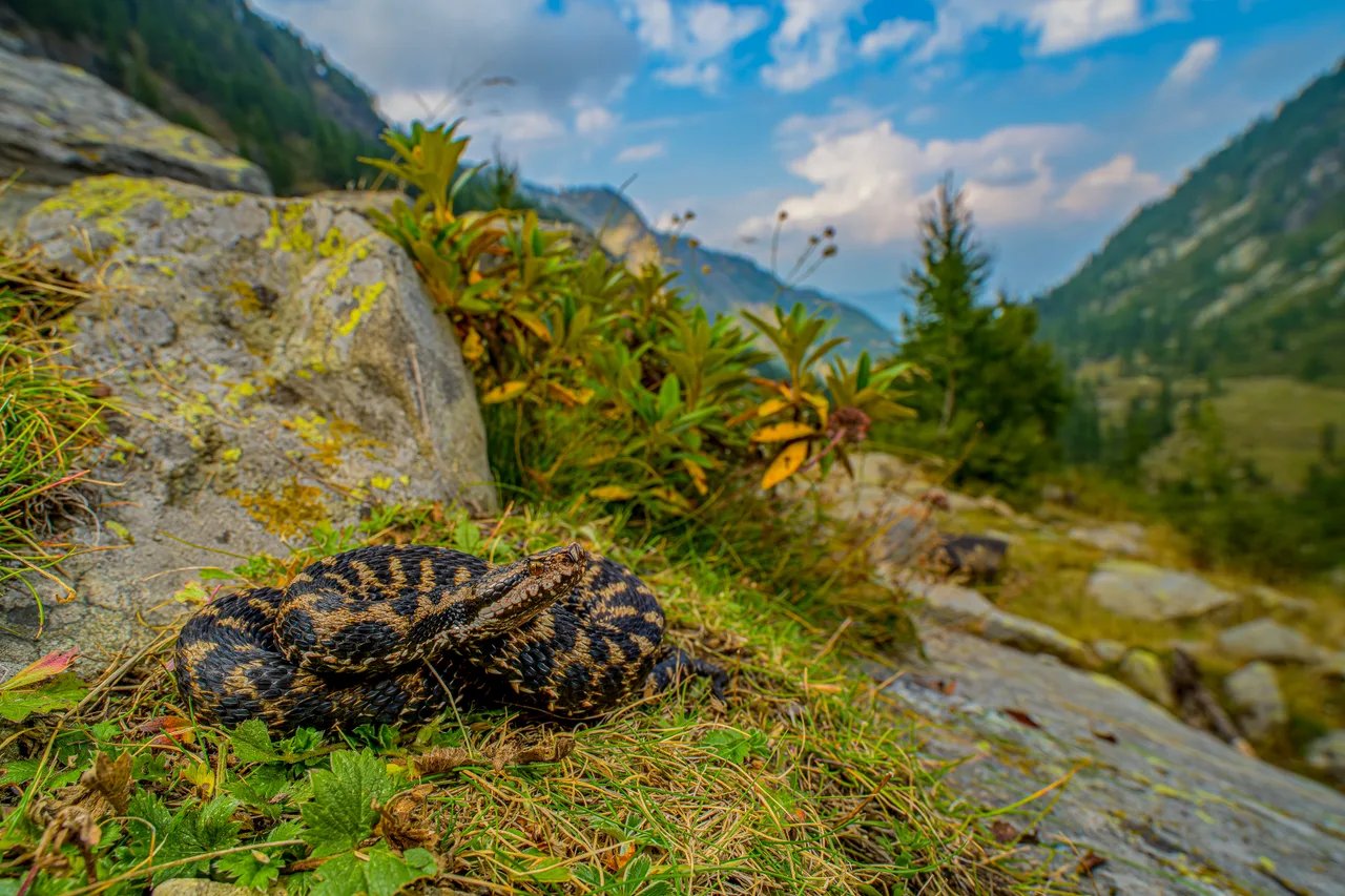 A viper lying on the ground among sparse grass and rocks, mountains blurred behind.