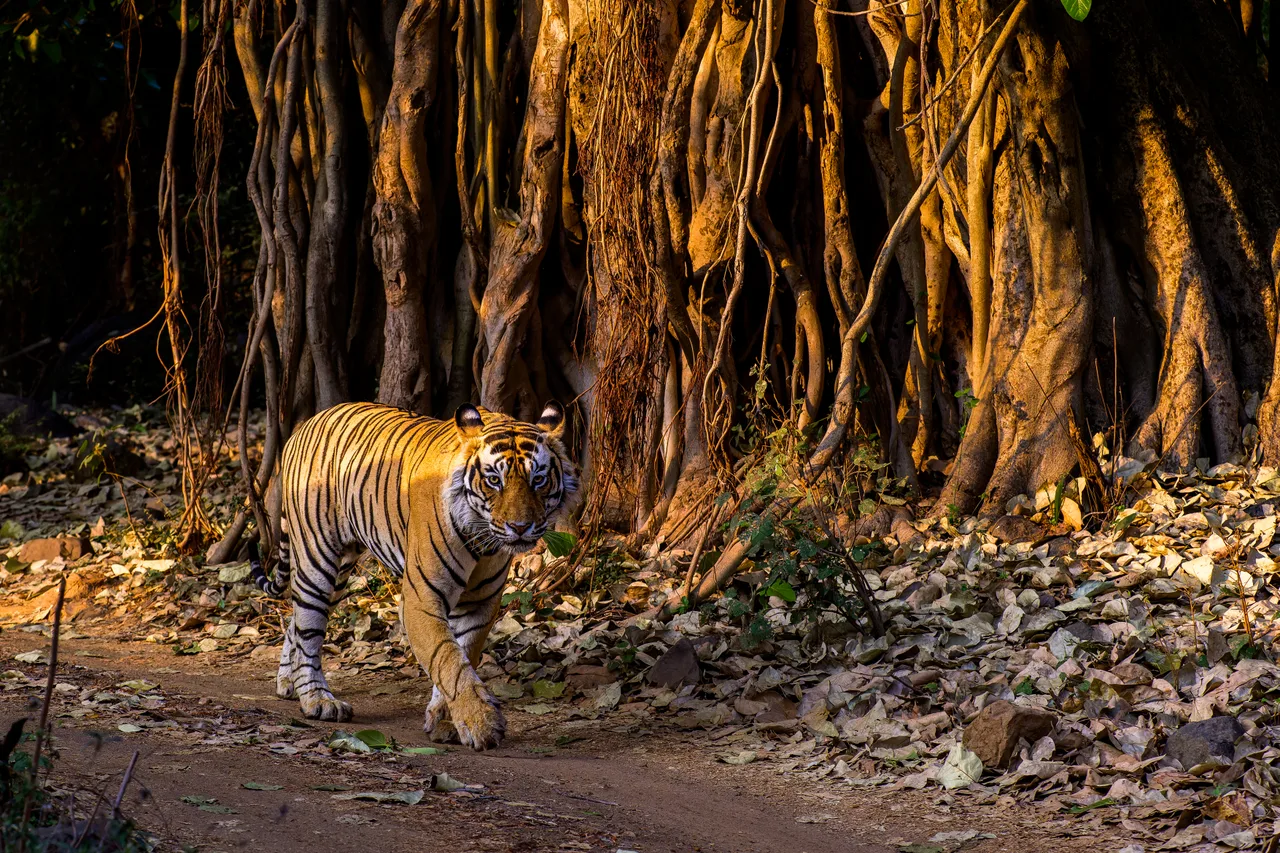 A tiger walks along a forest floor among roots and dry leaves in the low morning light.