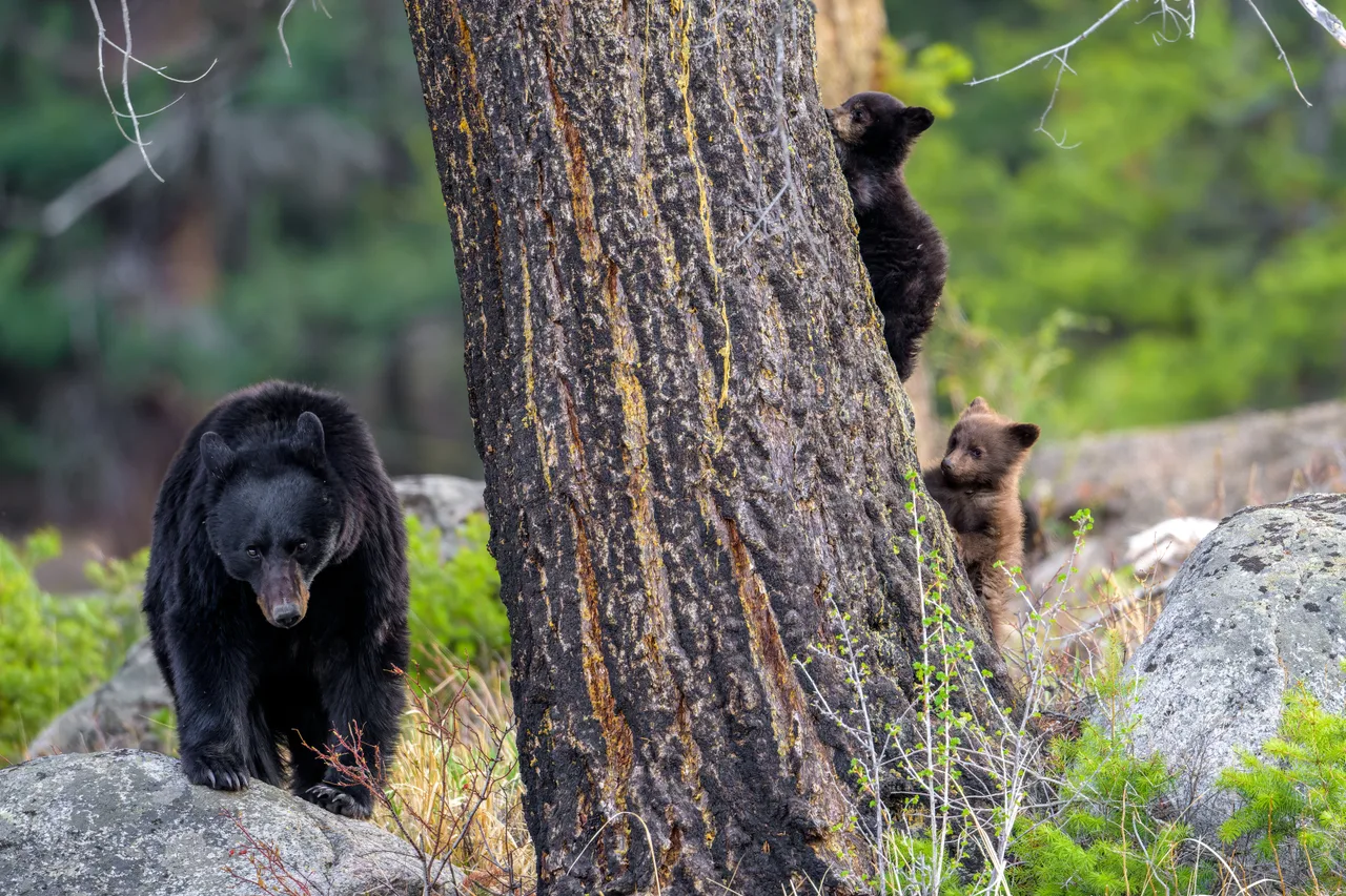A bear walks among rocks while a cub climbs the trunk behind it.