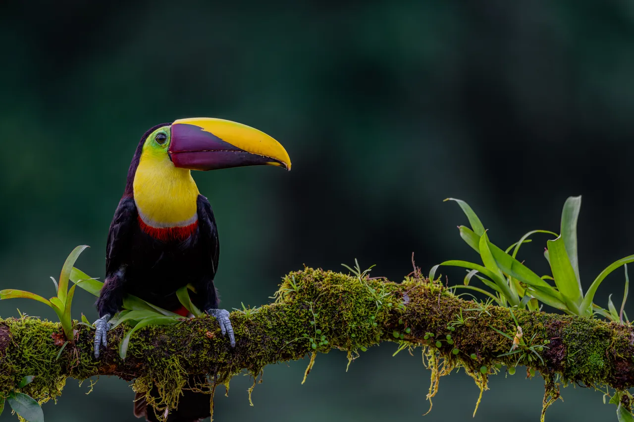 A toucan with a massive bill perched on a branch covered in moss and bromeliads.