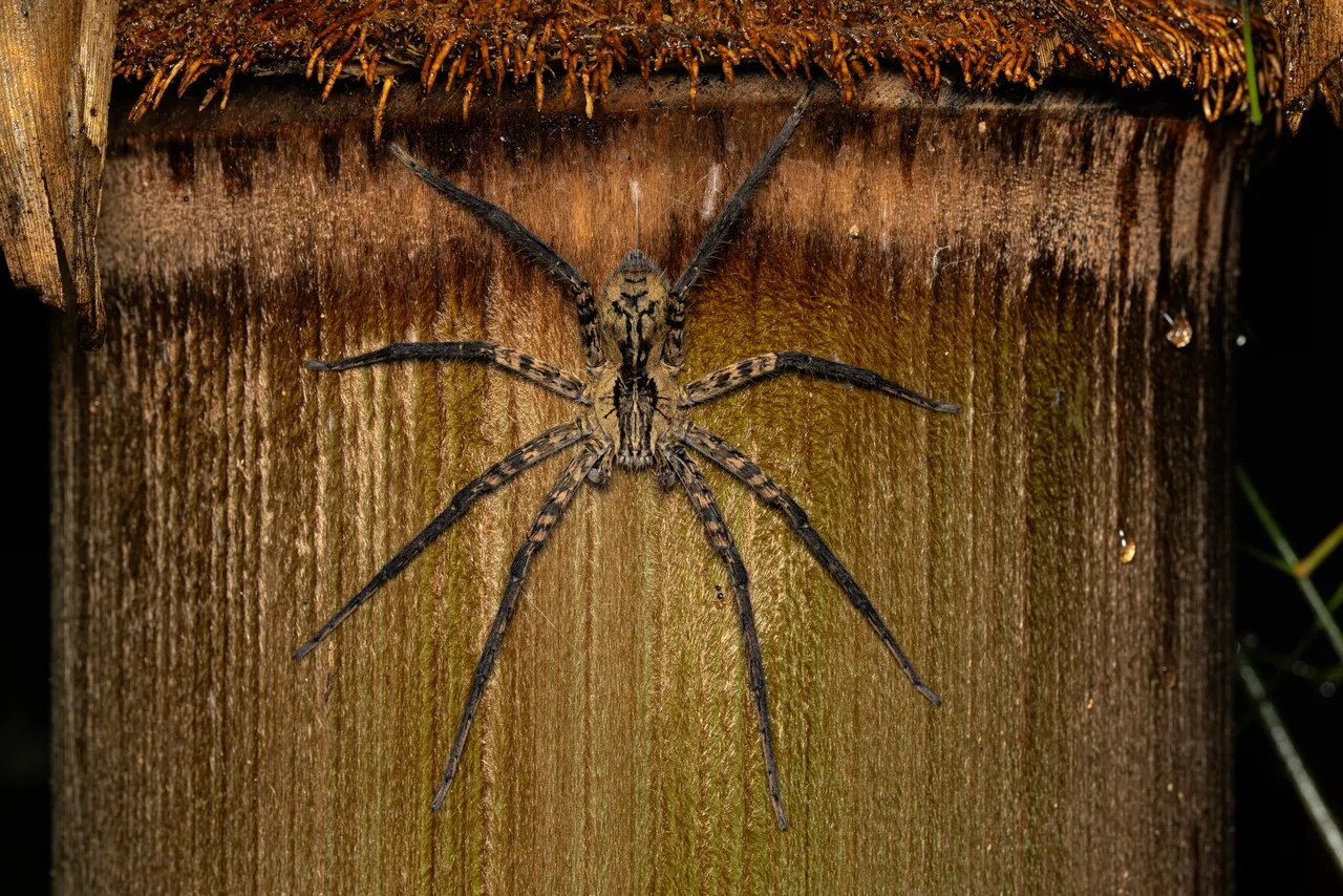 A large spider with legs spread, motionless on a cut trunk, photographed at night.