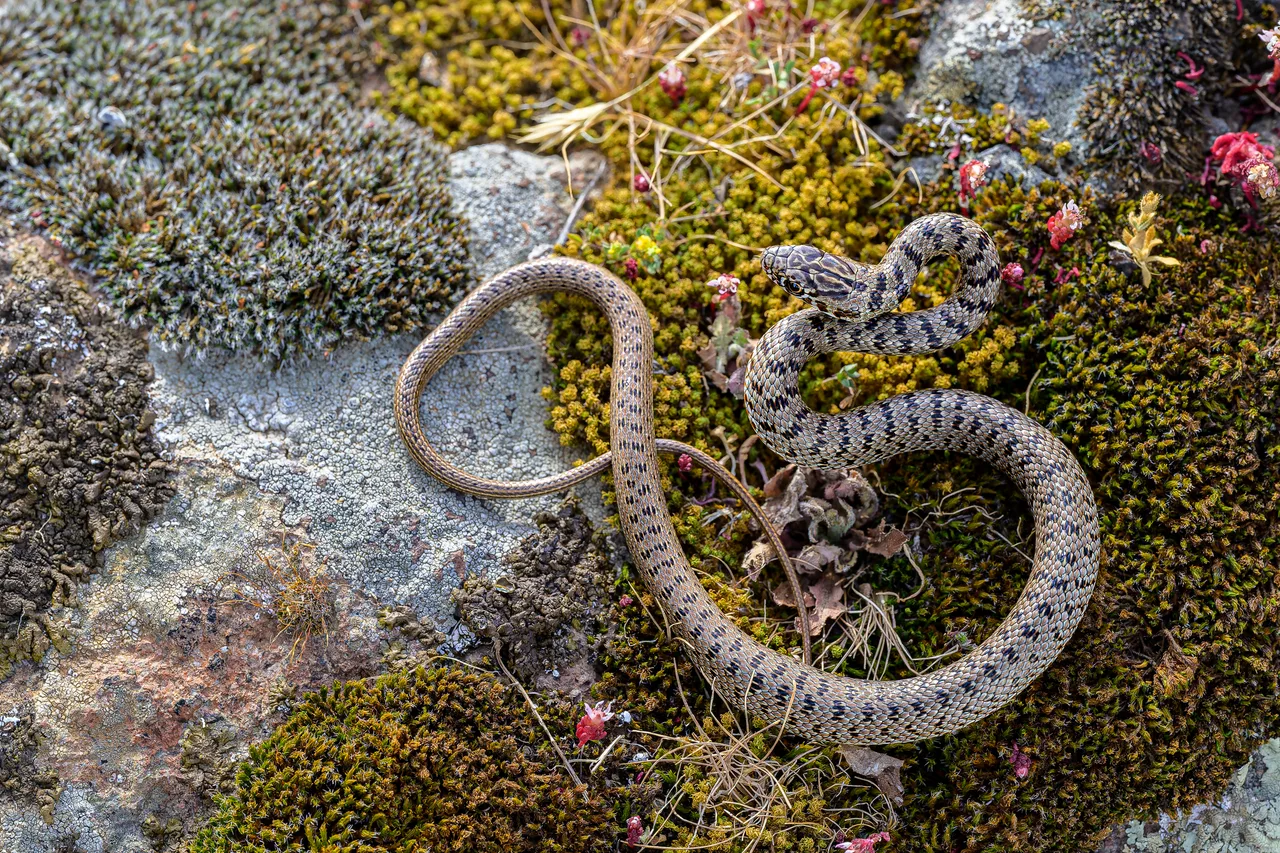 A snake coiled on a mat of moss and lichen.