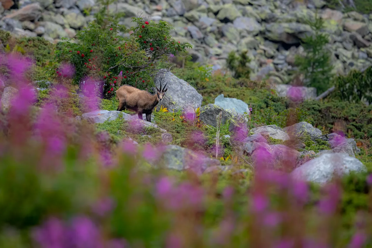 A chamois stands among rocks on a slope, flowers out of focus in the foreground.