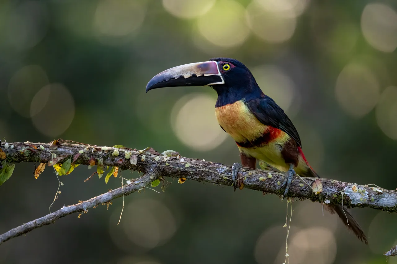 An aracari with a long bill perched on a slender branch, blurred highlights behind.