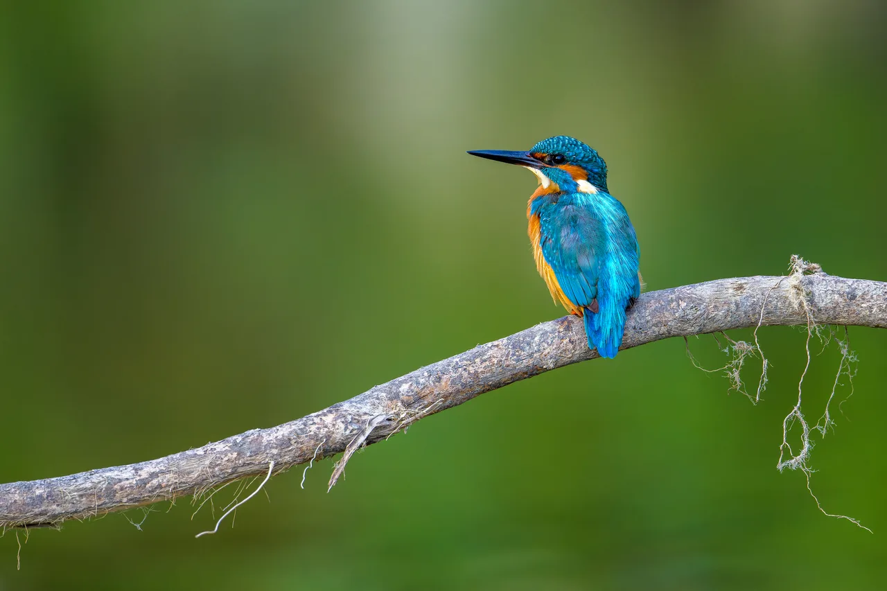 A kingfisher perched on a branch, waiting, blurred background.