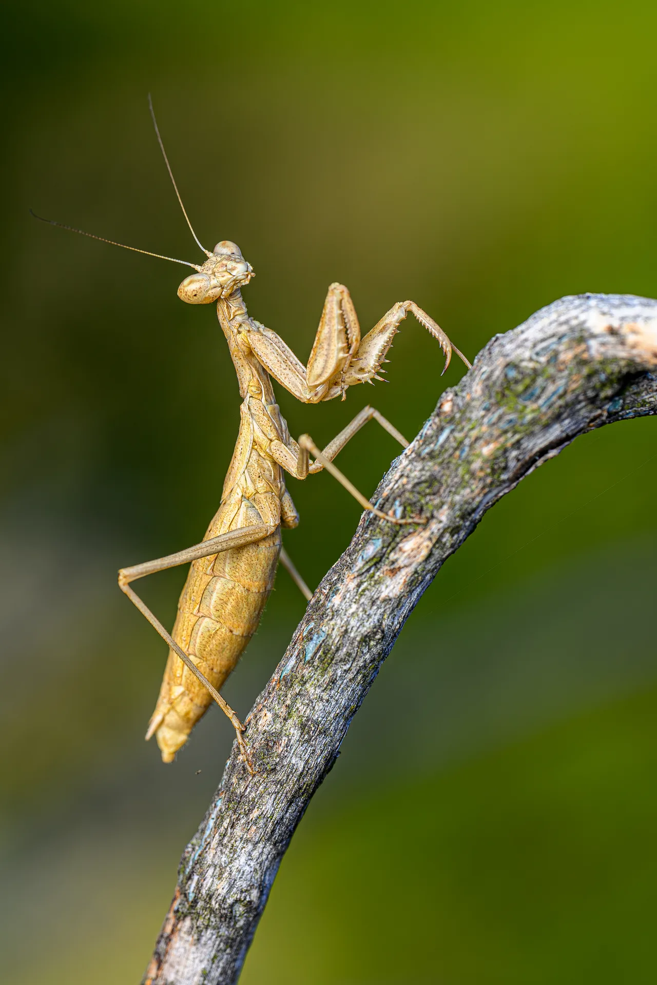 A mantis on the lookout on a twig, its forelegs folded.