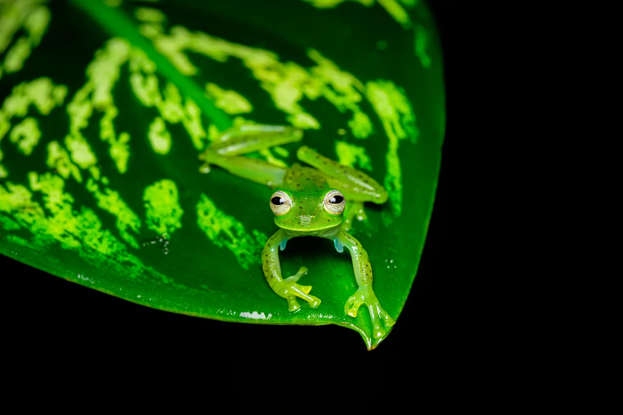 A frog perched on the edge of a large leaf, its front legs resting on the rim, against black.