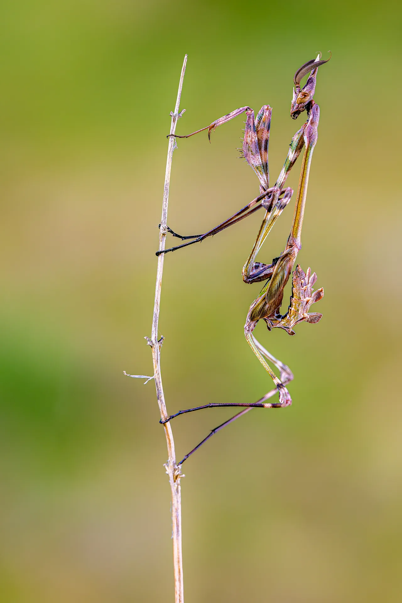 A slender mantis clinging to a dry stem, blurred background.