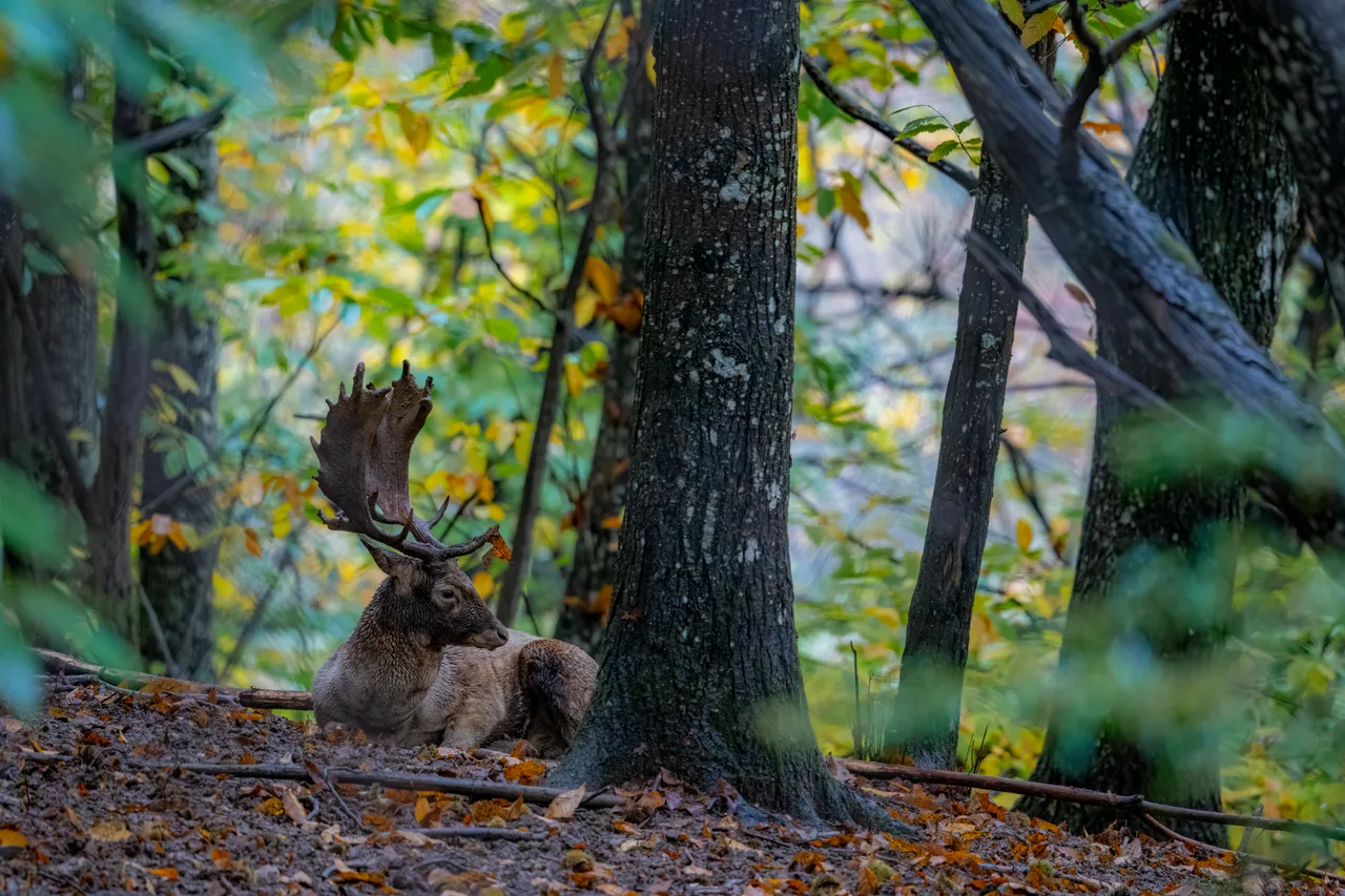 A fallow buck with palmate antlers lying beside a trunk in a wood in autumn.