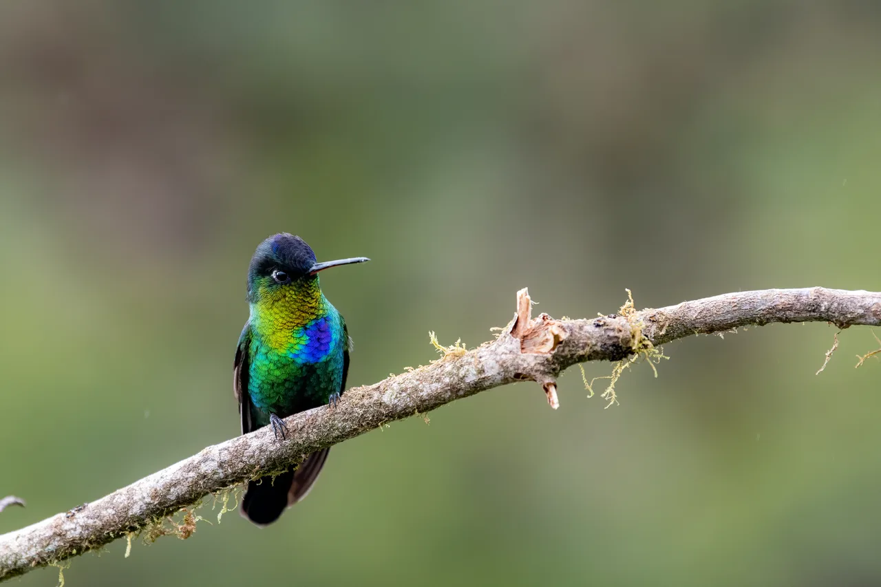 A hummingbird with a glowing throat perches on a slender branch against a dark background.