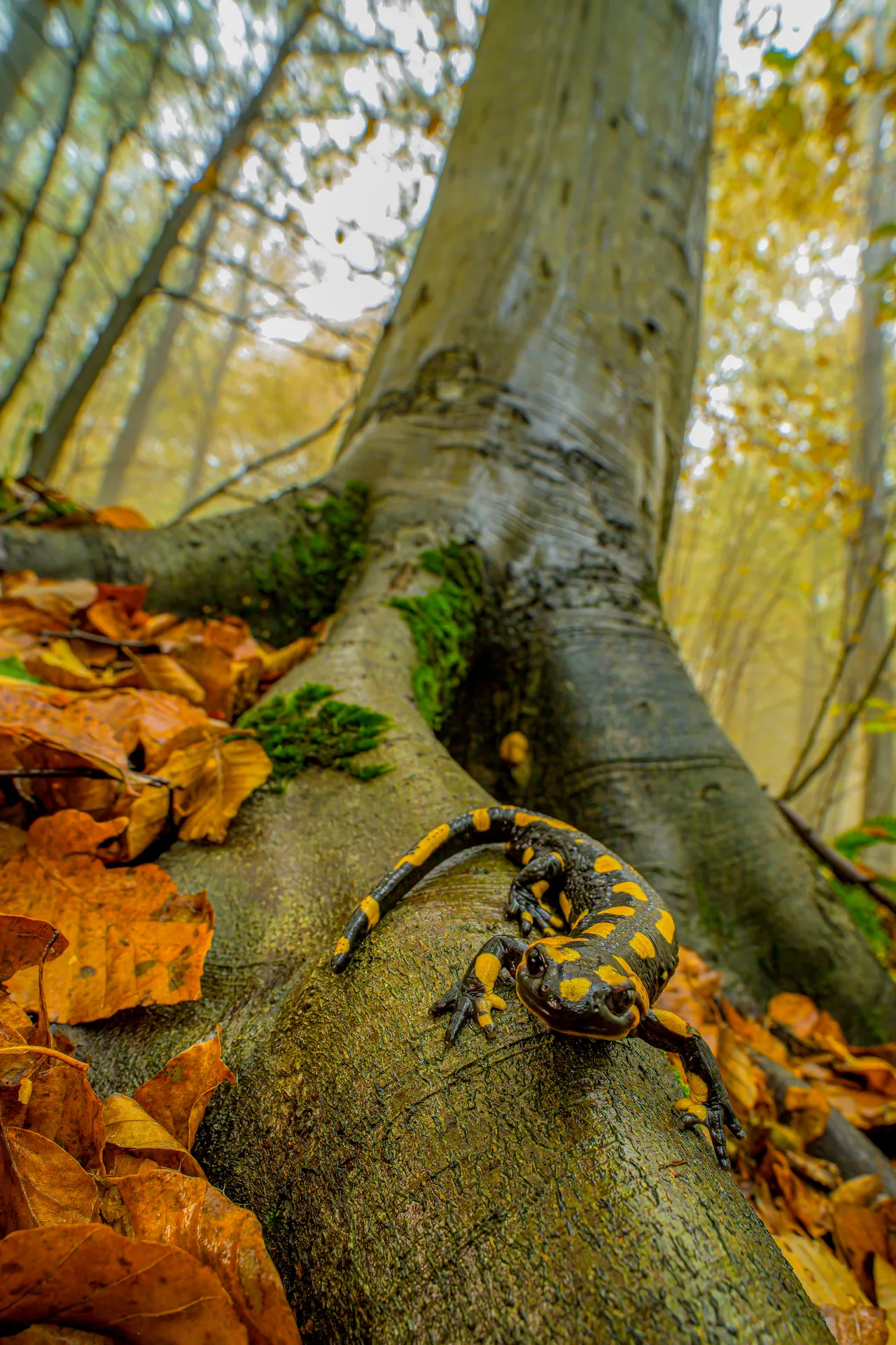 A salamander climbs a mossy root among fallen leaves, at the foot of a tree rising out of frame.