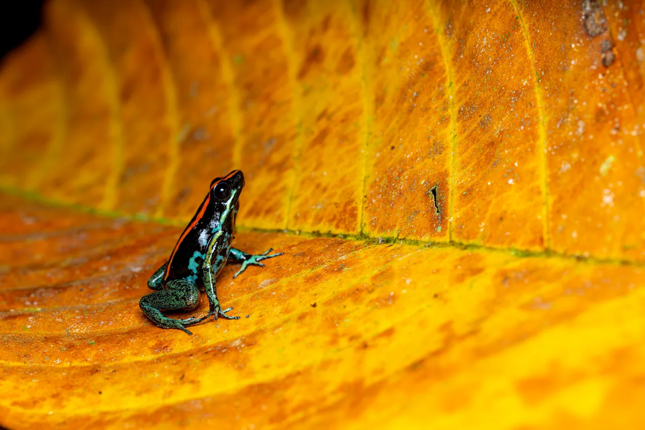 A small frog standing on a large leaf, in profile, its front legs stretched out.