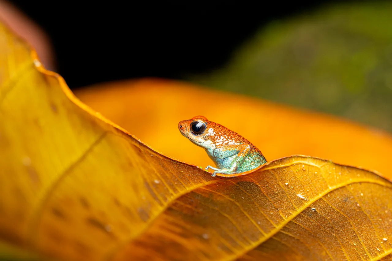 A small frog perched on the edge of a leaf, in profile.