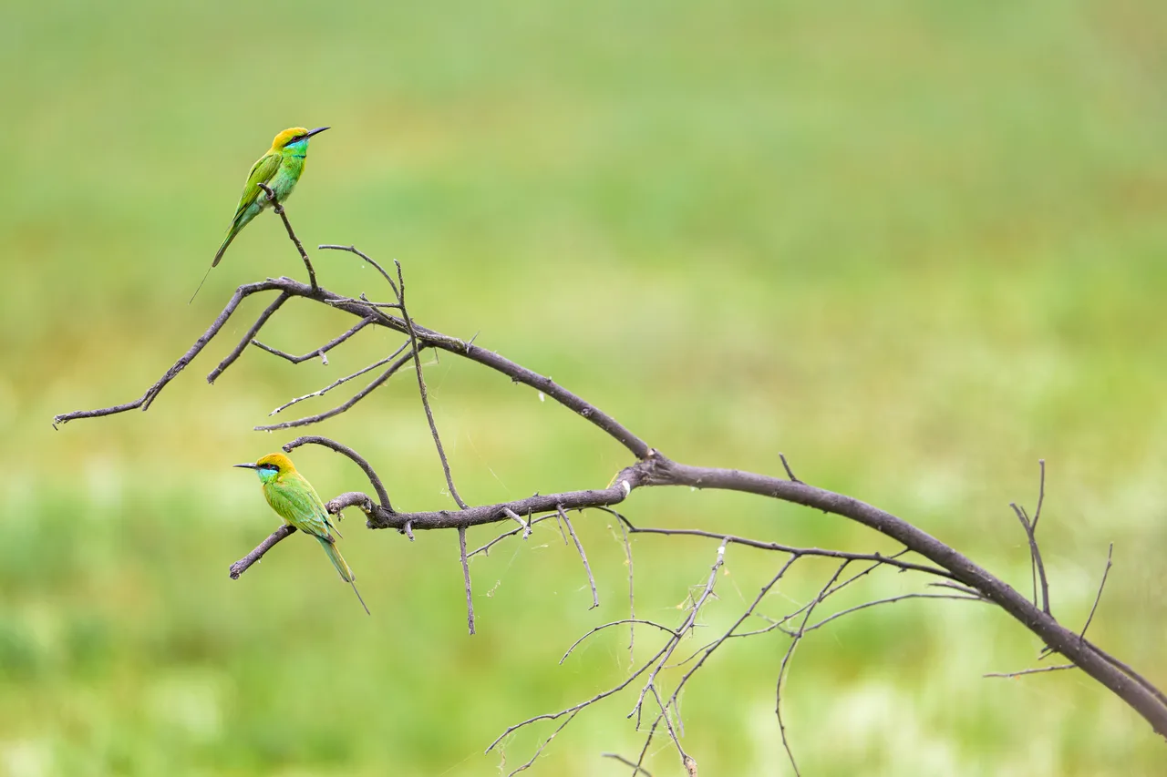 Two bee-eaters perched on a bare branch, waiting for insects in flight.