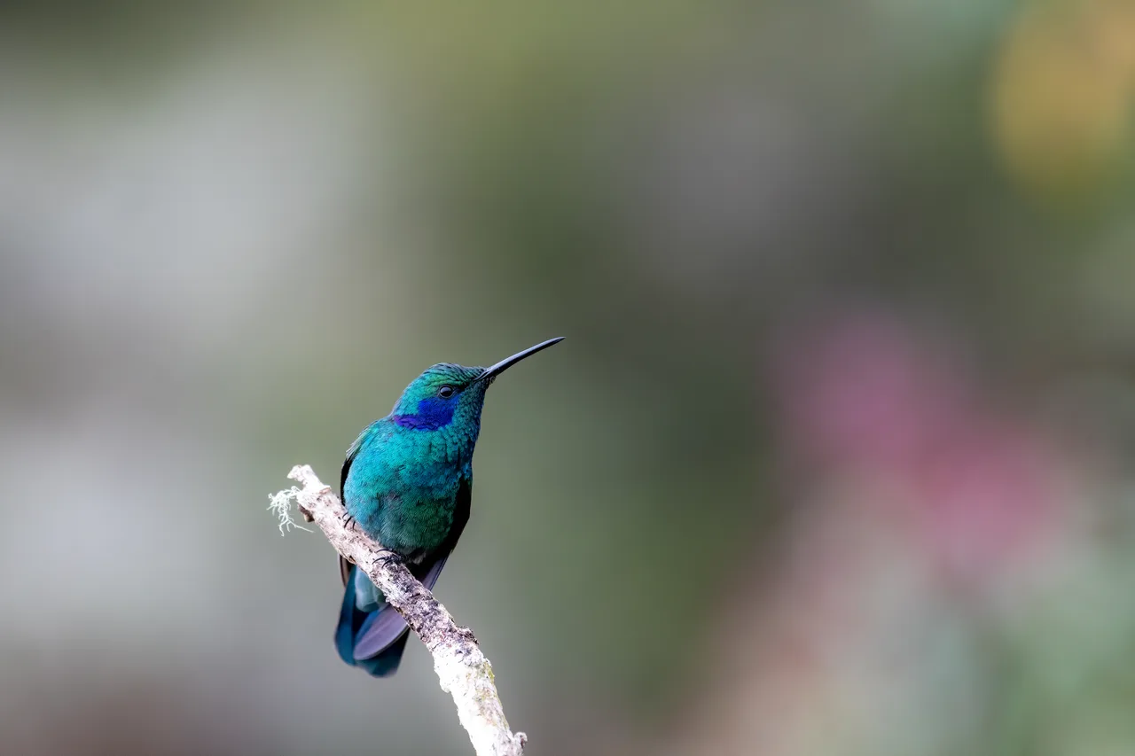 A hummingbird perched on a twig, blurred flowers behind.