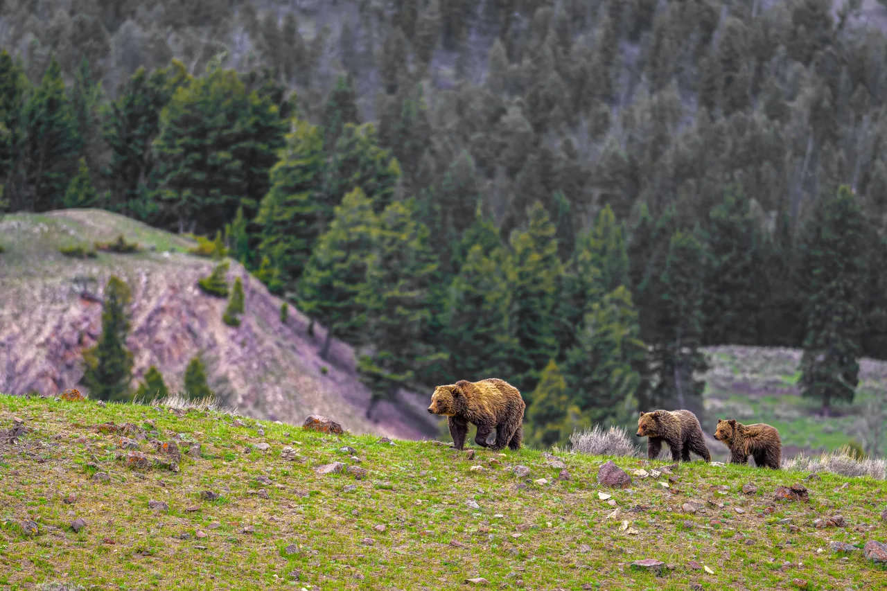 A grizzly walks along a grassy ridge followed by two cubs, a conifer forest behind.