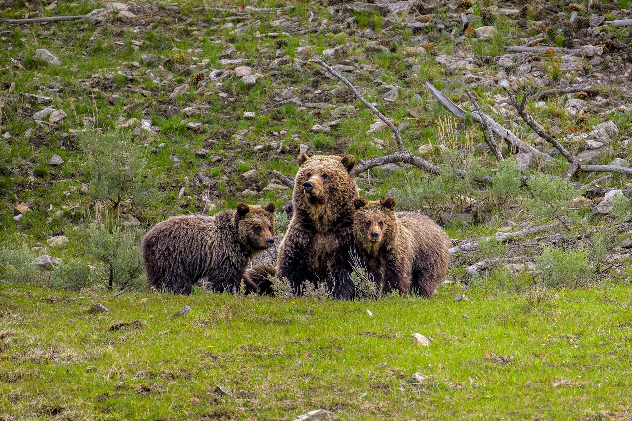 A grizzly with a cub on each side in a grassy clearing among fallen branches, a wooded slope behind.