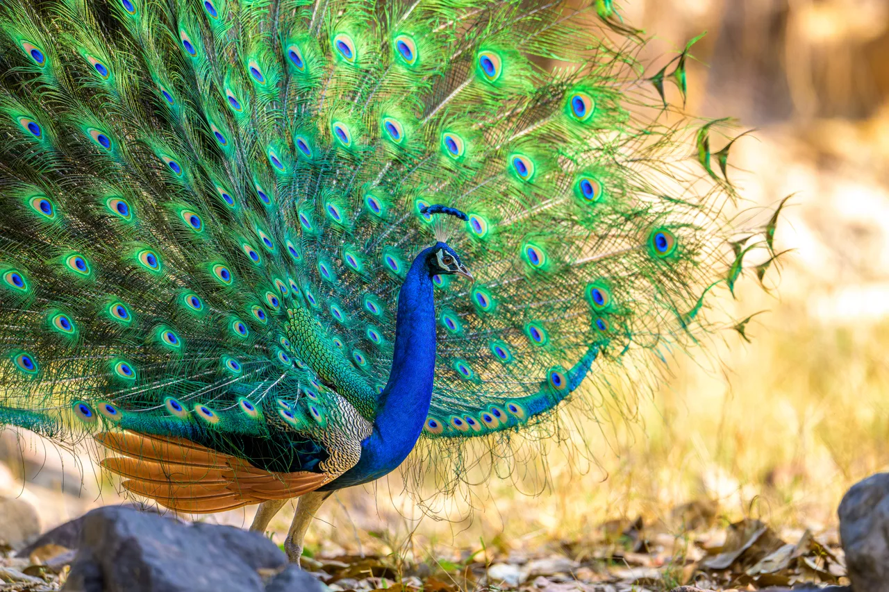 A peacock displays its fan of tail feathers on a lawn in low light.