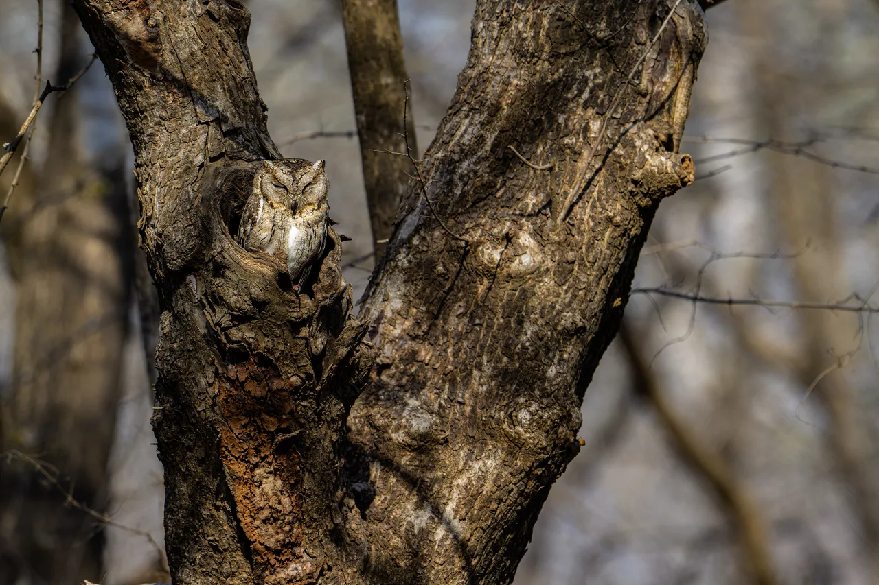 A scops owl sits on a trunk, almost invisible among the holes in the bark.