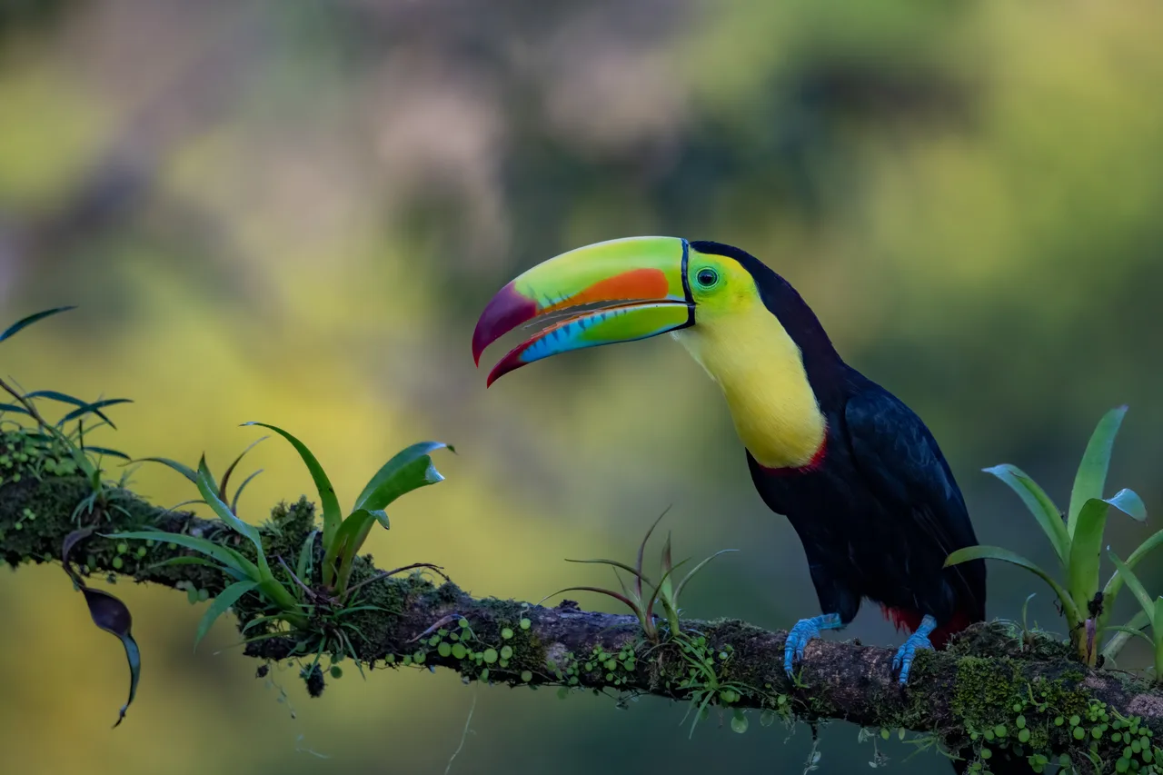 A toucan perched on a branch covered in moss and bromeliads, its long bill angled downwards.