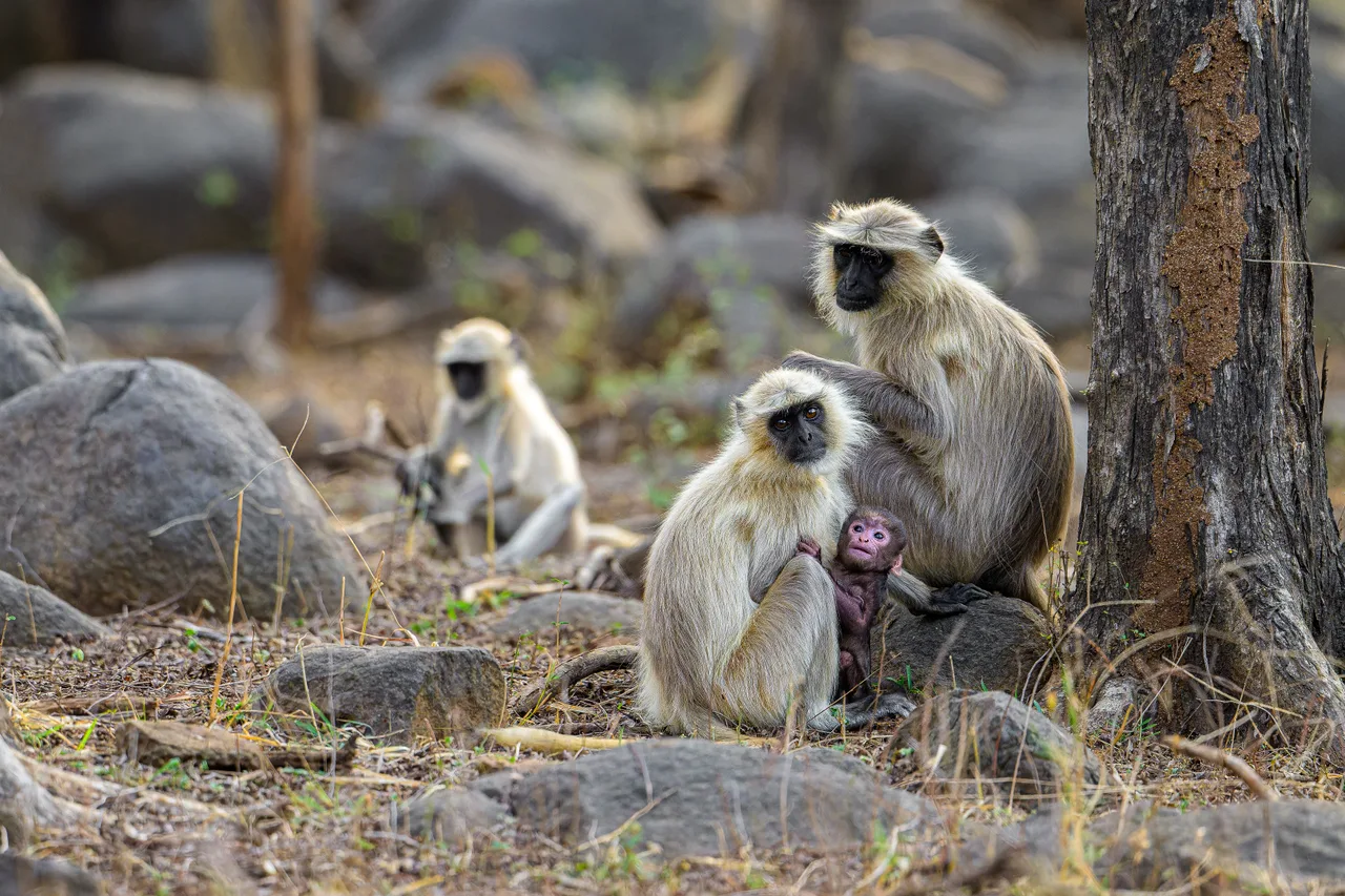 Two langurs sit among rocks, one with a baby clinging to its chest.