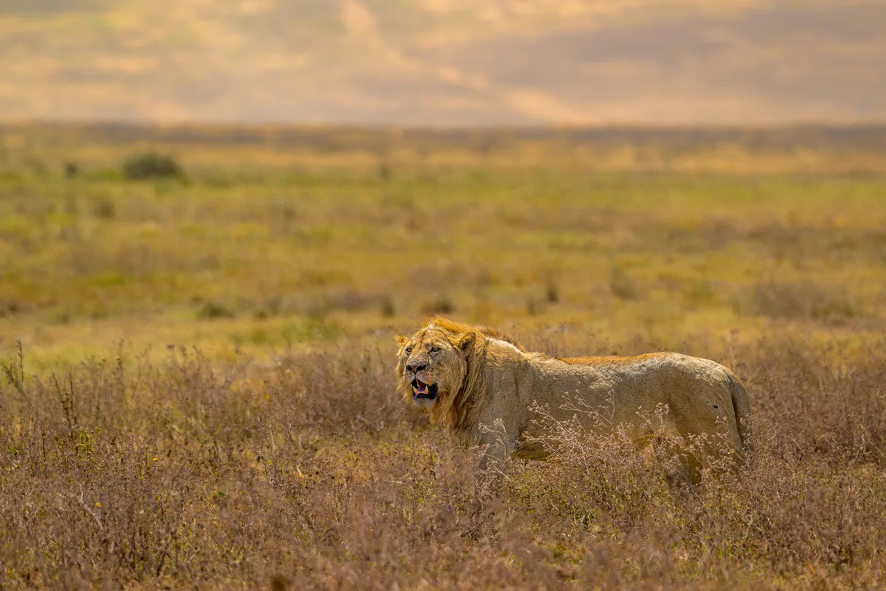 A lion walks through tall savanna grass.