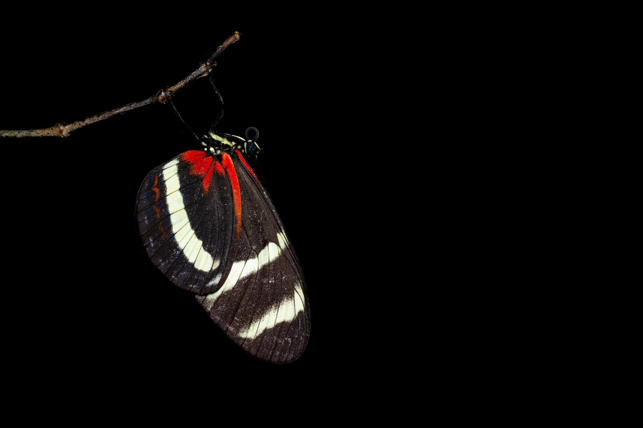 A butterfly hanging from a twig, wings closed and seen from below, against black.