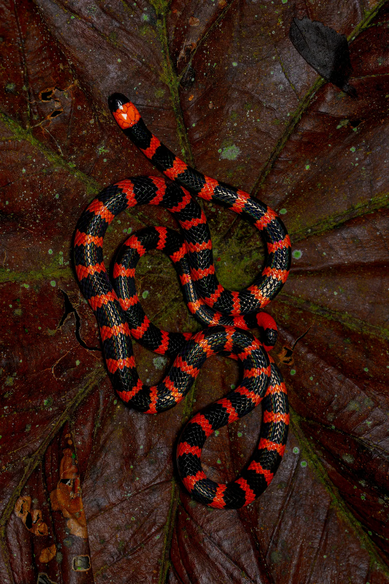 A snake coiled among the leaves of a bromeliad, its head raised.