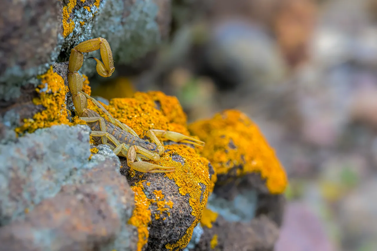 A scorpion walks over a rock covered in lichen, pincers reaching forward and tail raised.