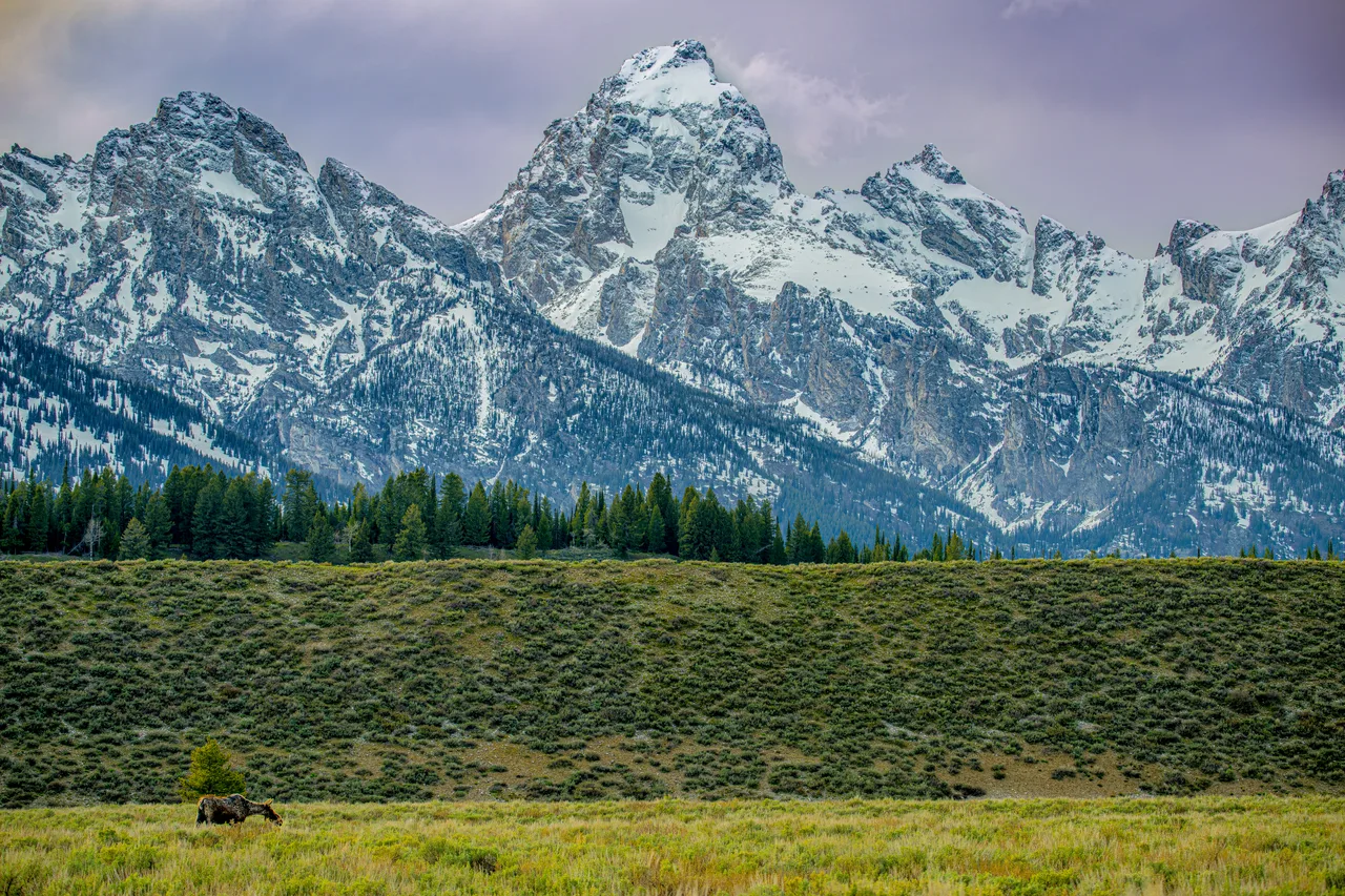 A bull moose with broad palmate antlers stands in sagebrush, the Teton Range and conifers behind.