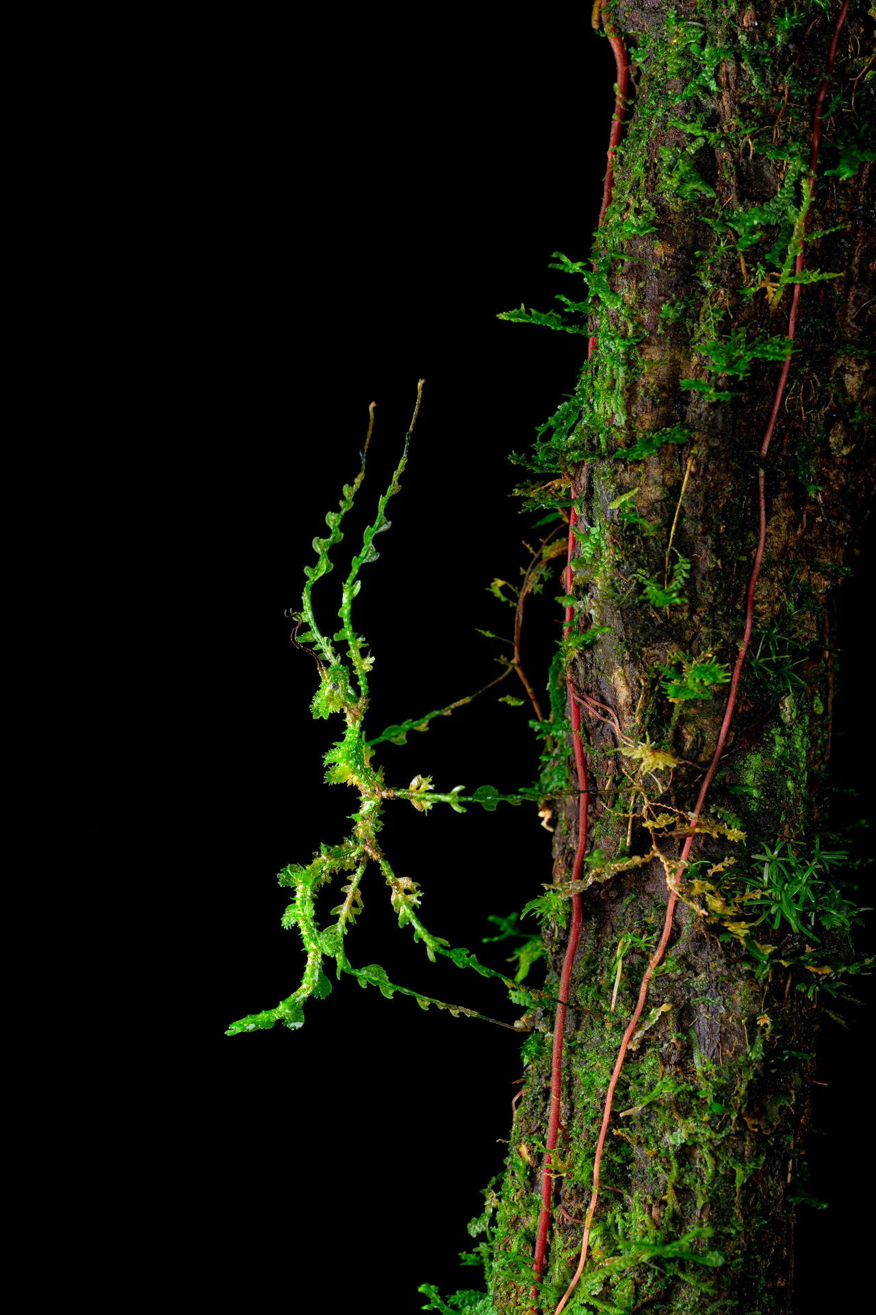 A stick insect covered in moss-like outgrowths clings to the edge of a mossy trunk; half the frame is black.
