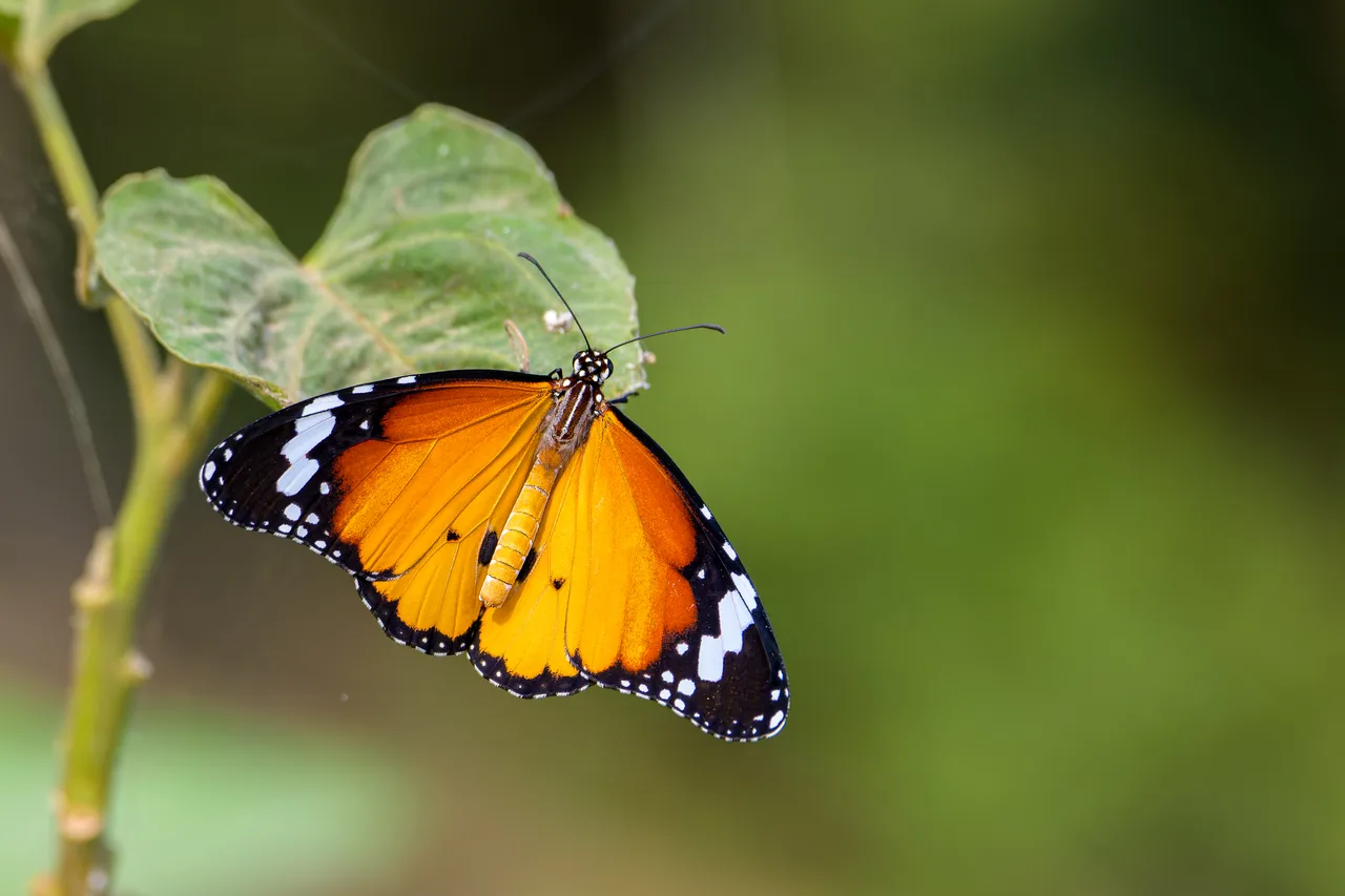 A butterfly resting under a leaf, wings open.