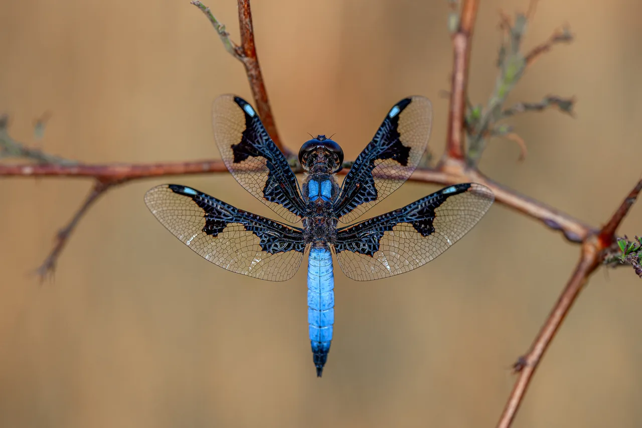 A dragonfly resting on a dry twig, its four wings spread and its abdomen long.