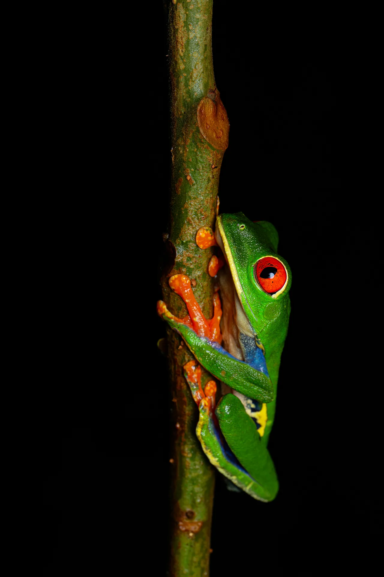A frog clinging to a vertical stem, among leaves.