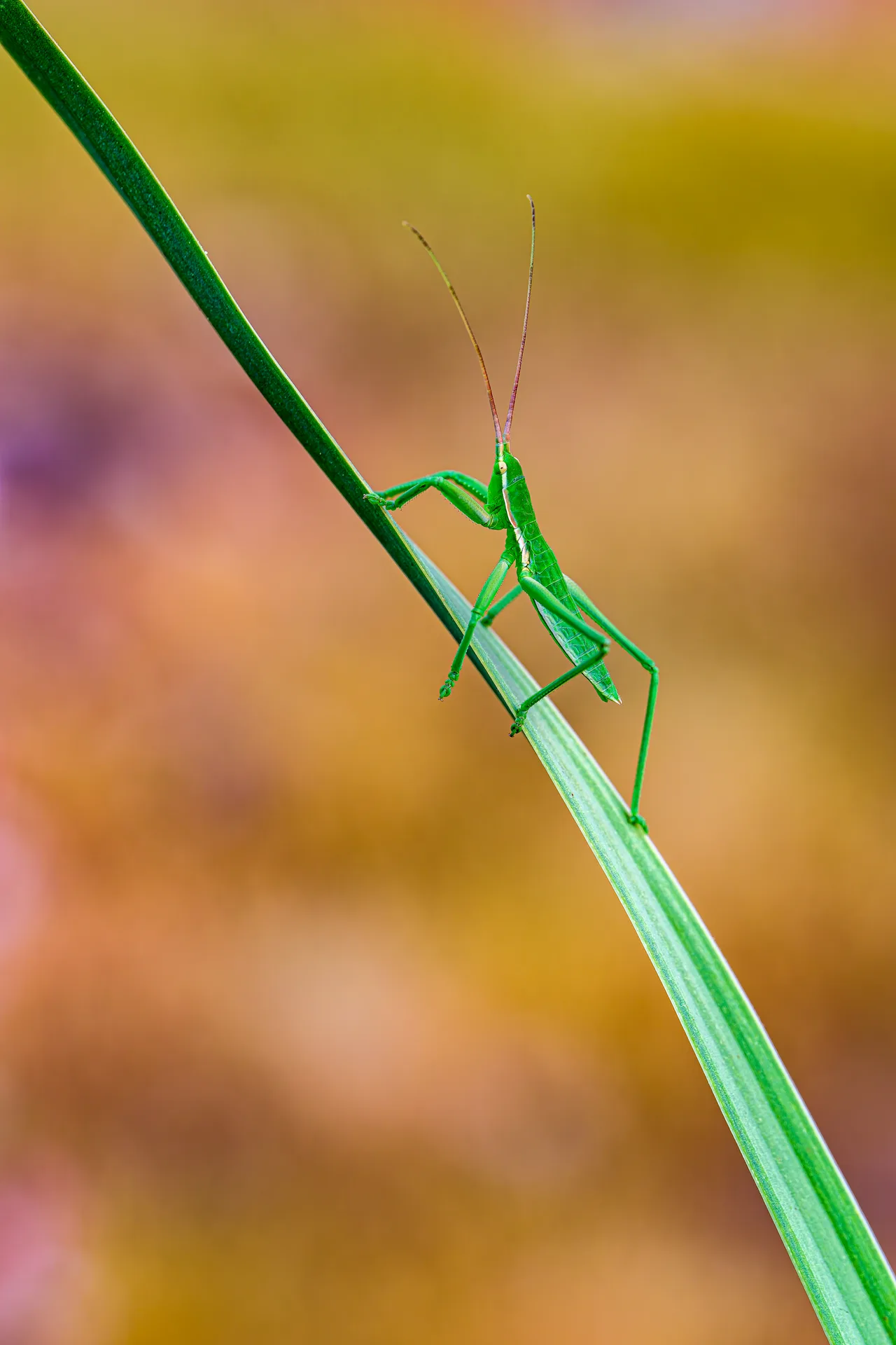 A bush-cricket on a blade of grass, its long hind legs stretched out.